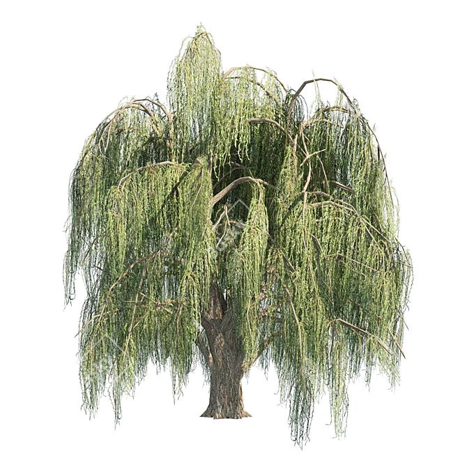 Animated Weeping Willow Tree Set 3D model image 2