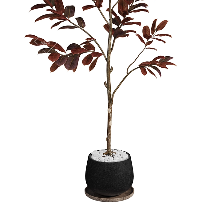 Modern Rubber Tree Plant 3D 3D model image 3