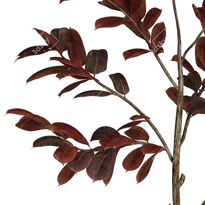 Modern Rubber Tree Plant 3D 3D model image 5