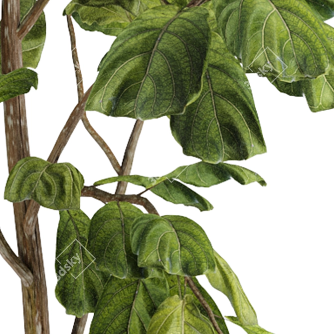 Indoor Fiddle Leaf Fig Plant Elegance 3D model image 6