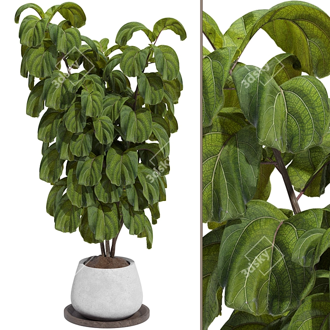 Indoor Fiddle Leaf Fig Plant Elegance 3D model image 8