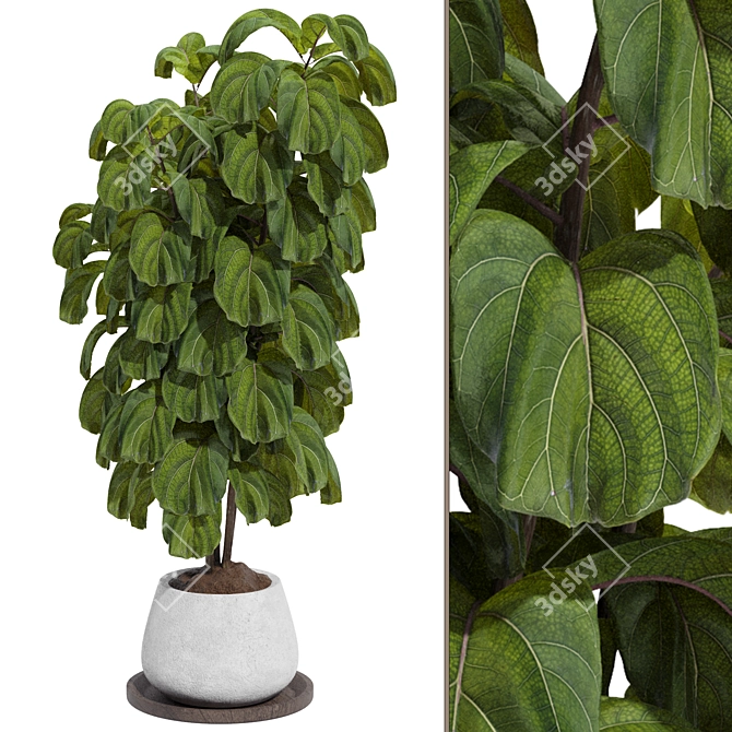 Indoor Fiddle Leaf Fig Plant Elegance 3D model image 9