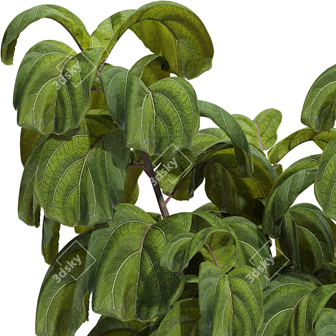 Indoor Fiddle Leaf Fig Plant Elegance 3D model image 10