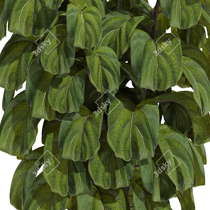 Indoor Fiddle Leaf Fig Plant Elegance 3D model image 12