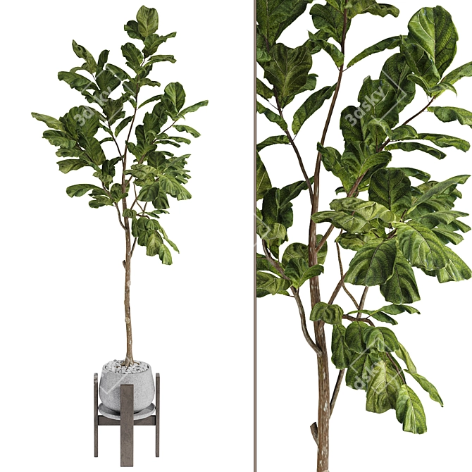 Ficus Lyrata Indoor Plant Vray render 3D model image 1