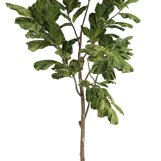 Ficus Lyrata Indoor Plant Vray render 3D model image 3