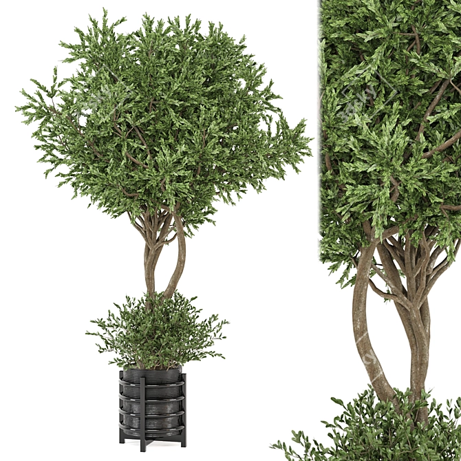 Set 905 Indoor Plants Collection 3D model image 1