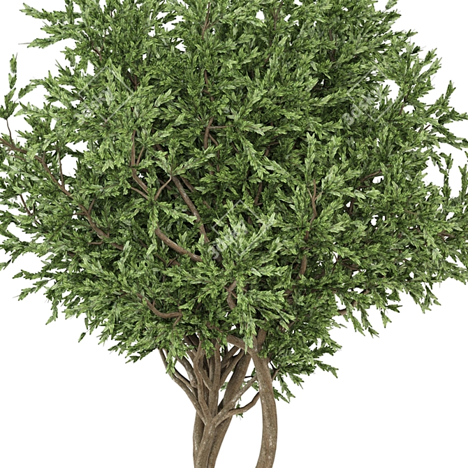 Set 905 Indoor Plants Collection 3D model image 3