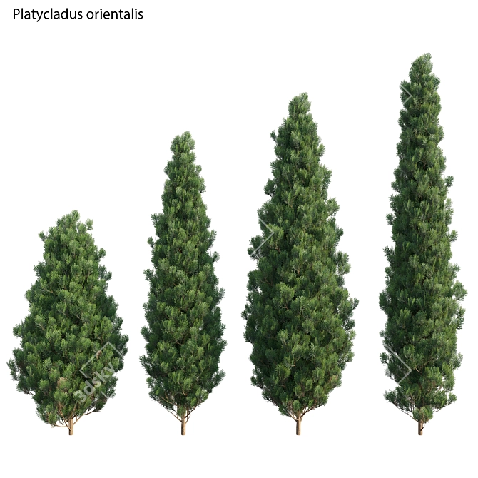 Premium 3D Plant Collection - Biota Orientalis 3D model image 1