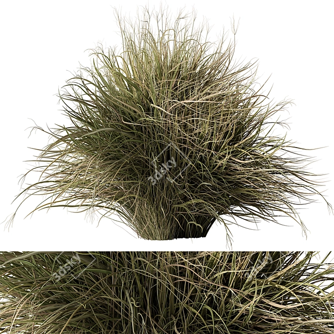 Feather Reed Grass Bundle Set 3D model image 1