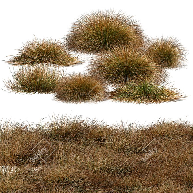 Carex Testacea Orange Sedge Collection 3D model image 1