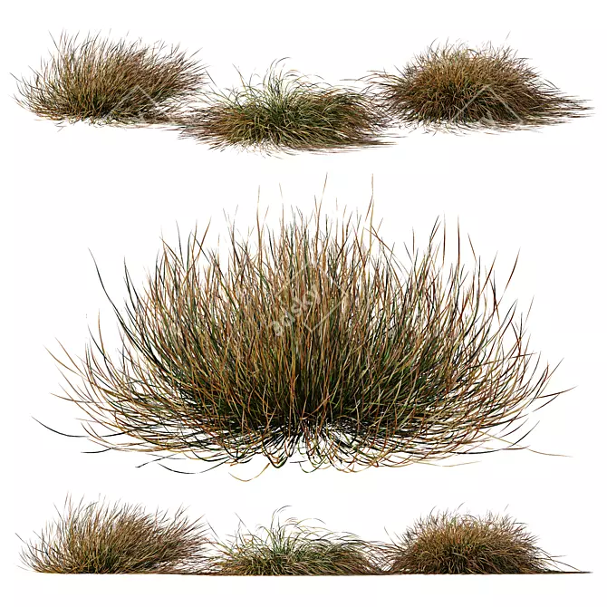 Carex Testacea Orange Sedge Collection 3D model image 2