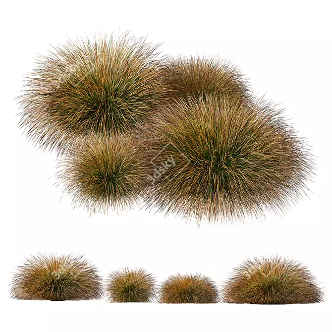 Carex Testacea Orange Sedge Collection 3D model image 3