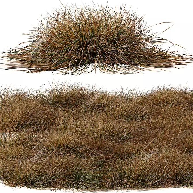 Carex Testacea Orange Sedge Collection 3D model image 5