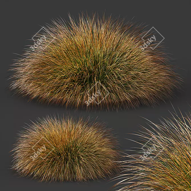 Carex Testacea Orange Sedge Collection 3D model image 6