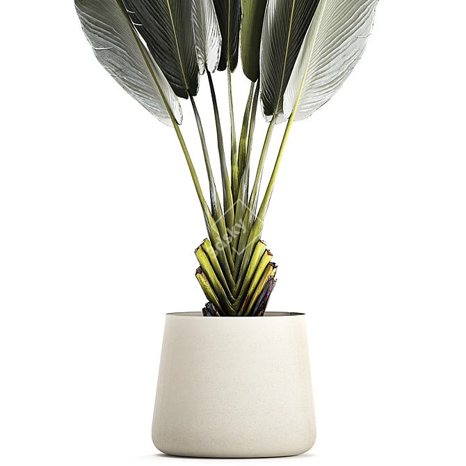 Tropical Plant Collection in Concrete Pot 3D model image 4