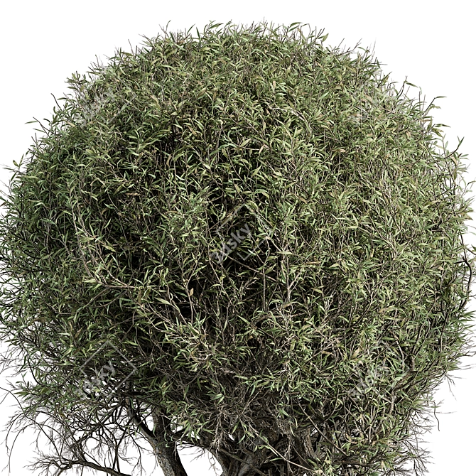 Tea Tree Outdoor Plant Green 3D model image 3