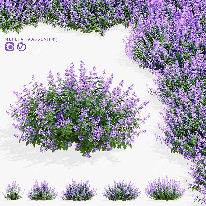 Nepeta Faassenii Flower Collection 3D model image 1