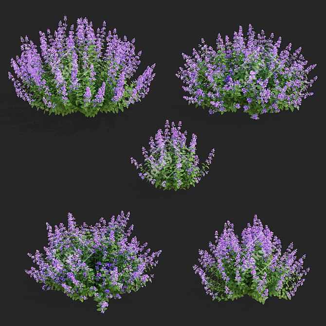 Nepeta Faassenii Flower Collection 3D model image 2