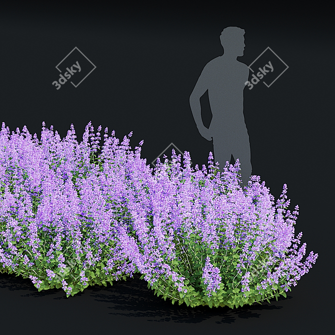 Nepeta Faassenii Flower Collection 3D model image 3