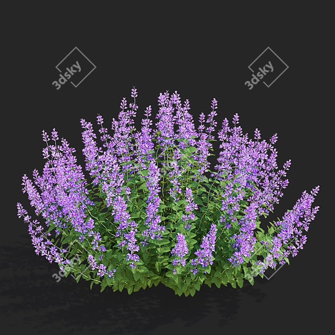 Nepeta Faassenii Flower Collection 3D model image 4