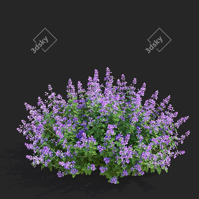 Nepeta Faassenii Flower Collection 3D model image 5