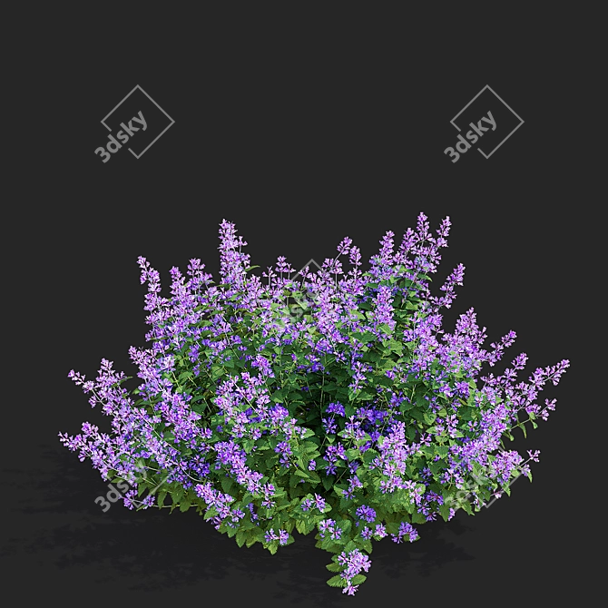 Nepeta Faassenii Flower Collection 3D model image 6