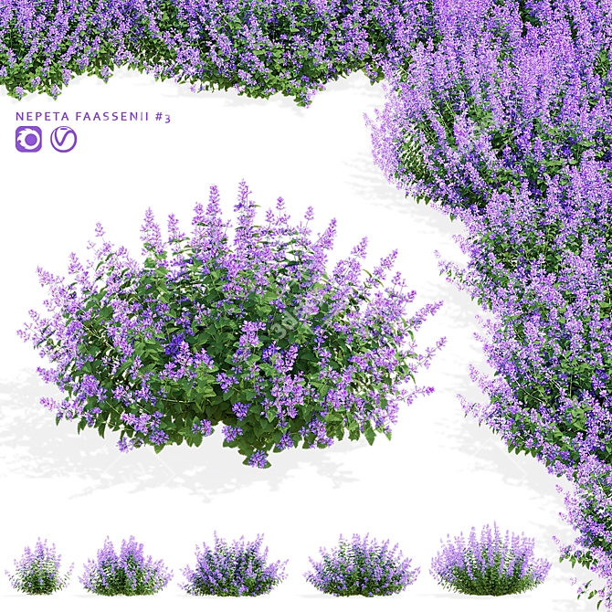 Nepeta Faassenii Flower Collection 3D model image 8