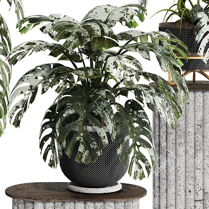 Tropical Monstera Plant Set 180 3D model image 2