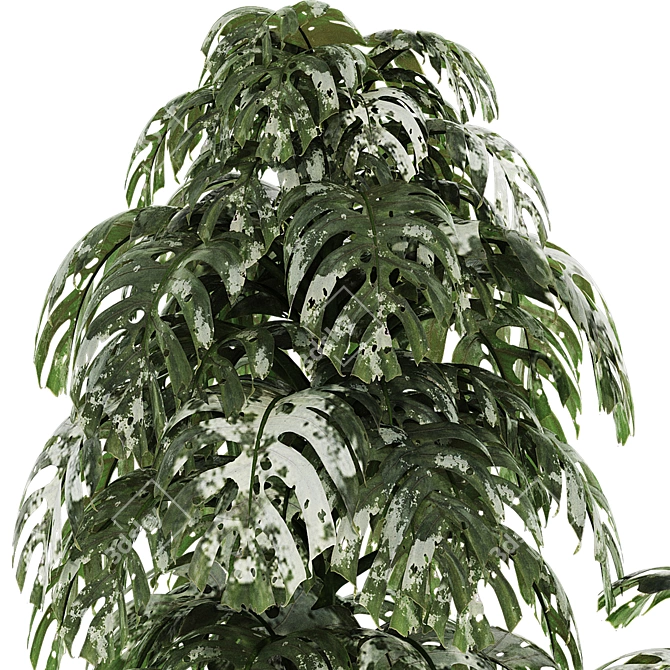 Tropical Monstera Plant Set 180 3D model image 4