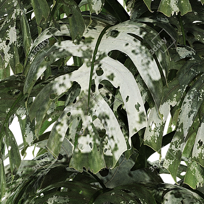 Tropical Monstera Plant Set 180 3D model image 6