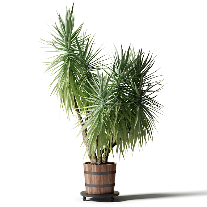 Exotic Yucca Plant Collection 3D model image 2