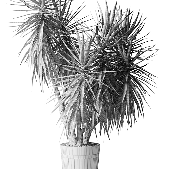 Exotic Yucca Plant Collection 3D model image 3