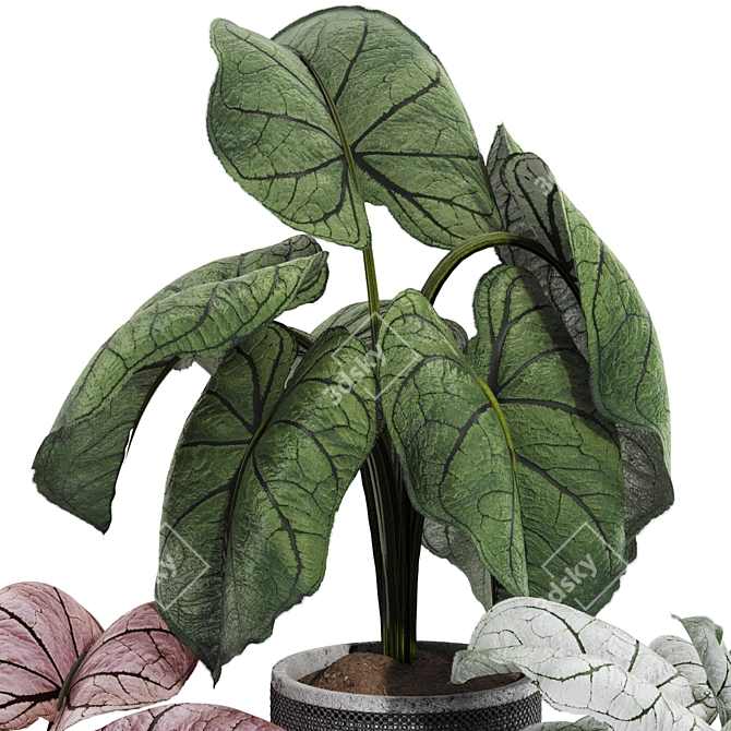 Exotic Caladium Elephant Ear Plant 3D model image 2