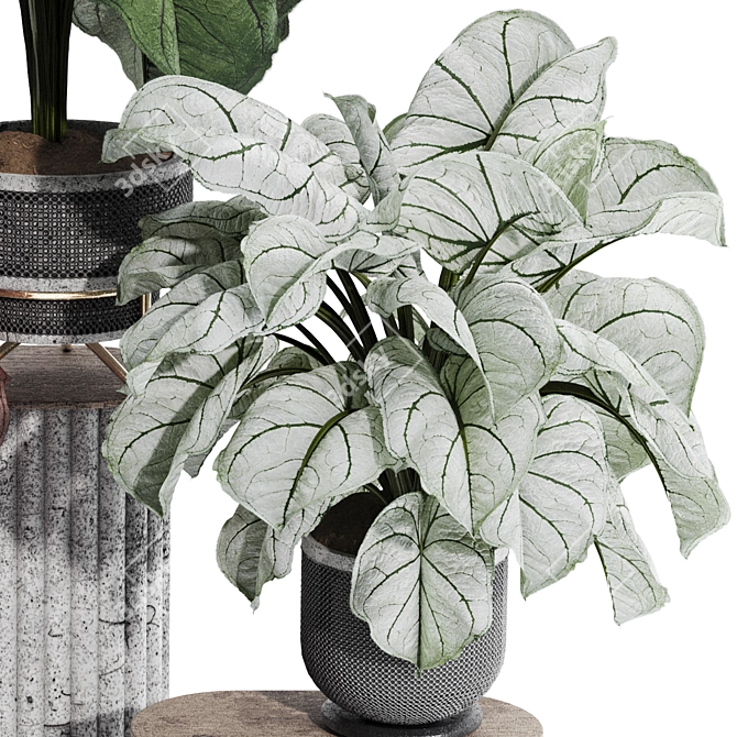 Exotic Caladium Elephant Ear Plant 3D model image 3