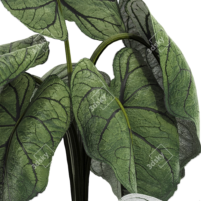 Exotic Caladium Elephant Ear Plant 3D model image 5