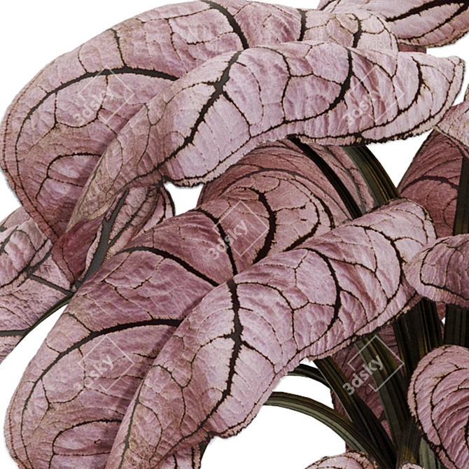 Exotic Caladium Elephant Ear Plant 3D model image 6