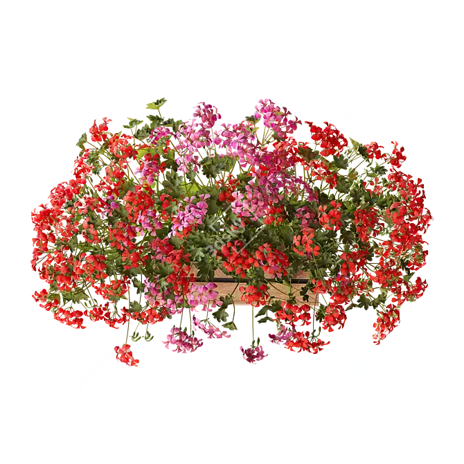 Pelargonium Hanging Plant Model 3D model image 6