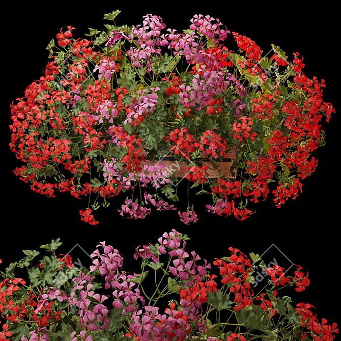 Pelargonium Hanging Plant Model 3D model image 7