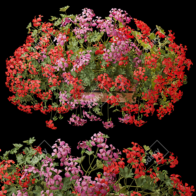 Pelargonium Hanging Plant Model 3D model image 8