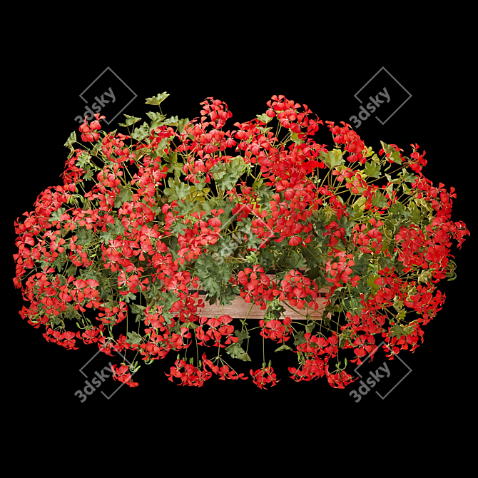 Pelargonium Hanging Plant Model 3D model image 9