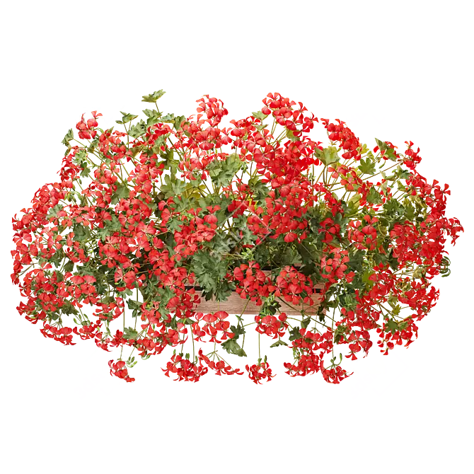 Pelargonium Hanging Plant Model 3D model image 10