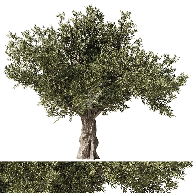 Eucalyptus Tree Set5 3D Model 3D model image 1