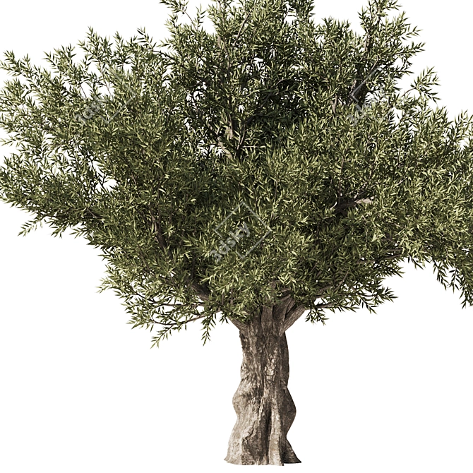 Eucalyptus Tree Set5 3D Model 3D model image 2