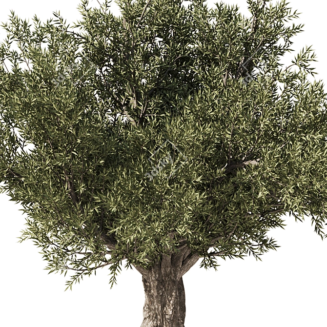 Eucalyptus Tree Set5 3D Model 3D model image 3