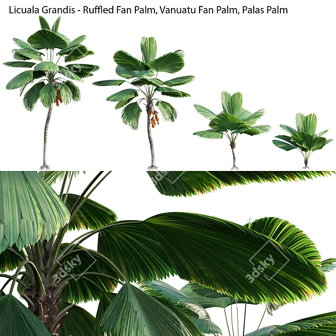 Variety 3D Plant Models Collection 3D model image 2