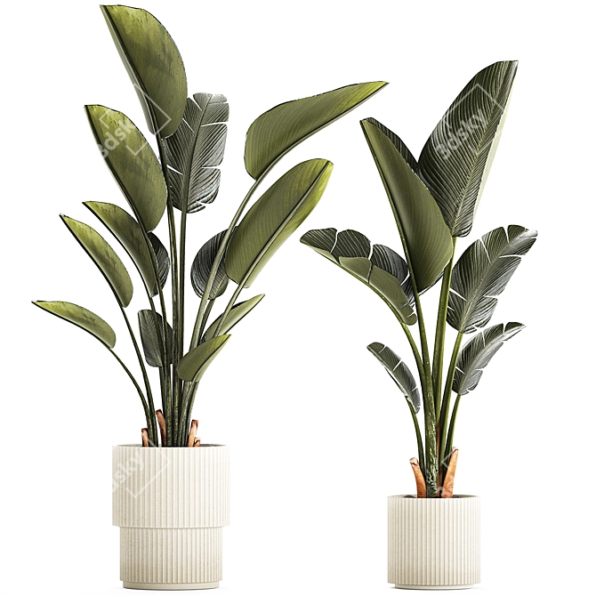 Exotic Tropical Plant Collection 3D model image 1