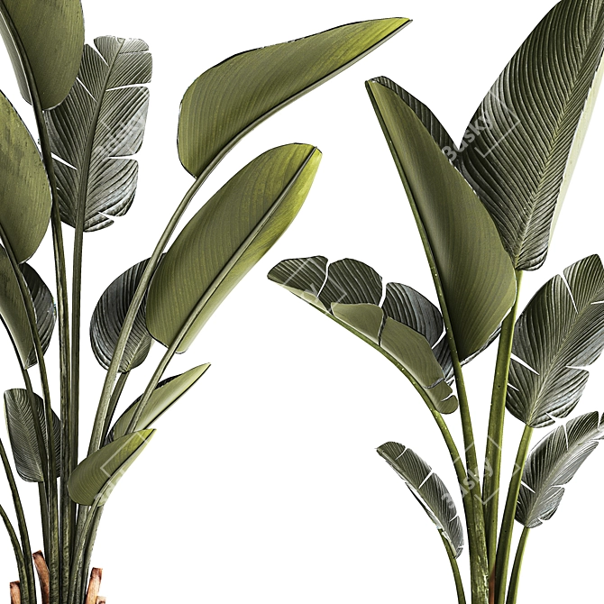 Exotic Tropical Plant Collection 3D model image 3