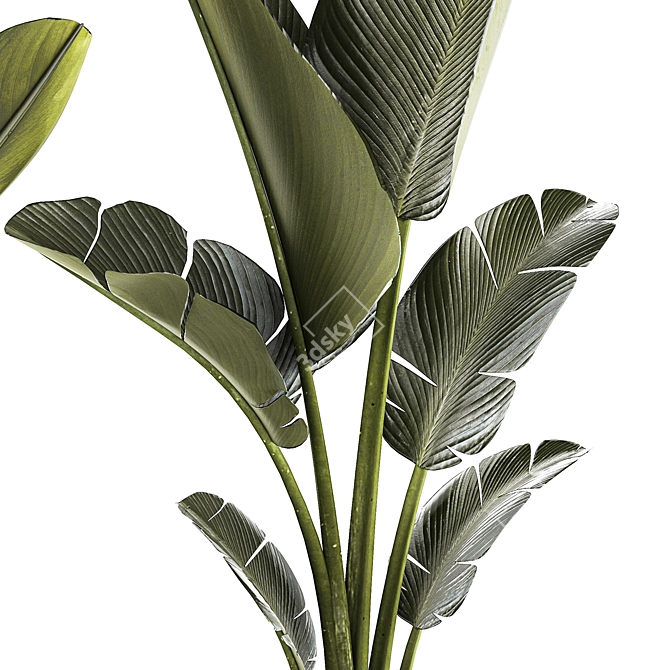 Exotic Tropical Plant Collection 3D model image 4