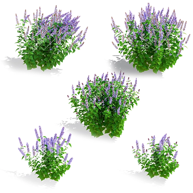 Hybrid Agastache Flower 3D Models 3D model image 2